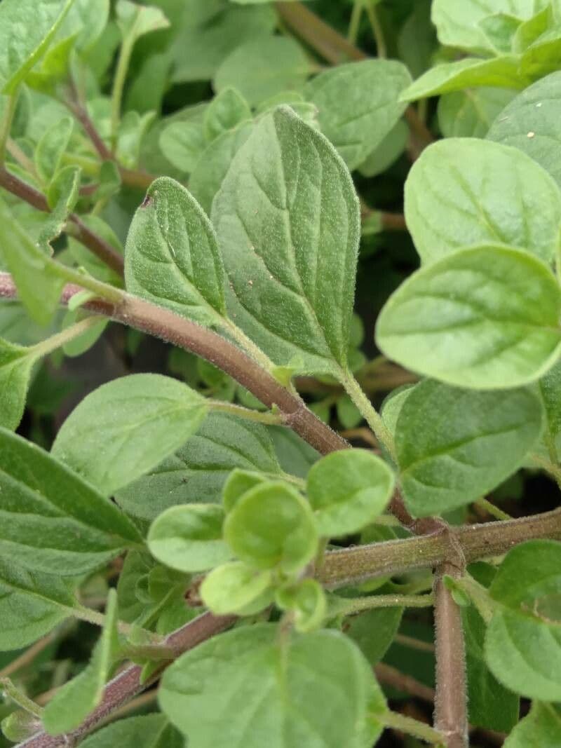 Wild marjoram 22