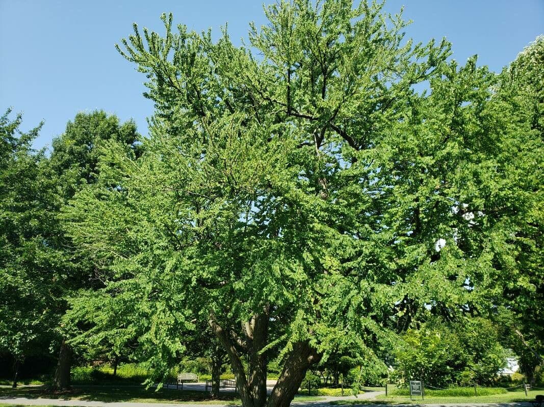 Katsura tree 11