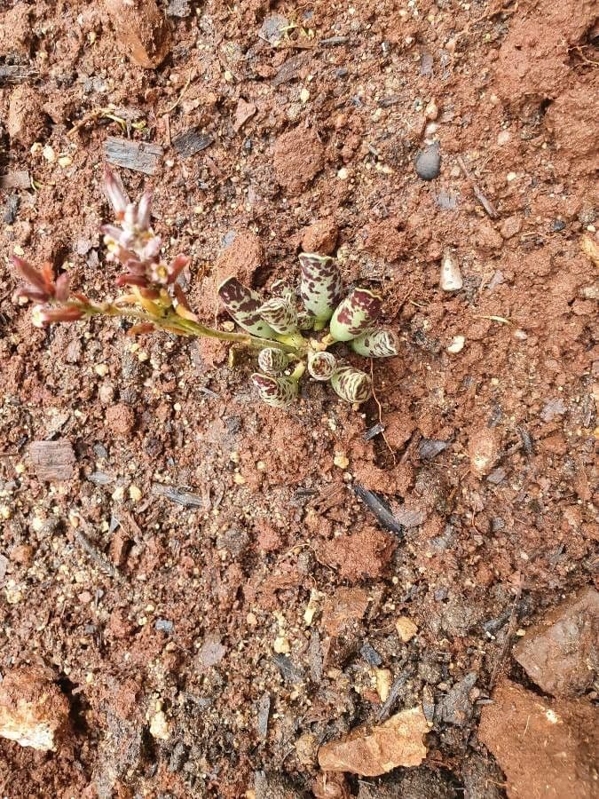 Adromischus 4