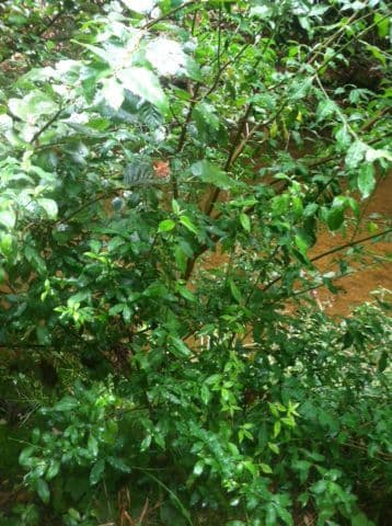 Brown dogwood 5