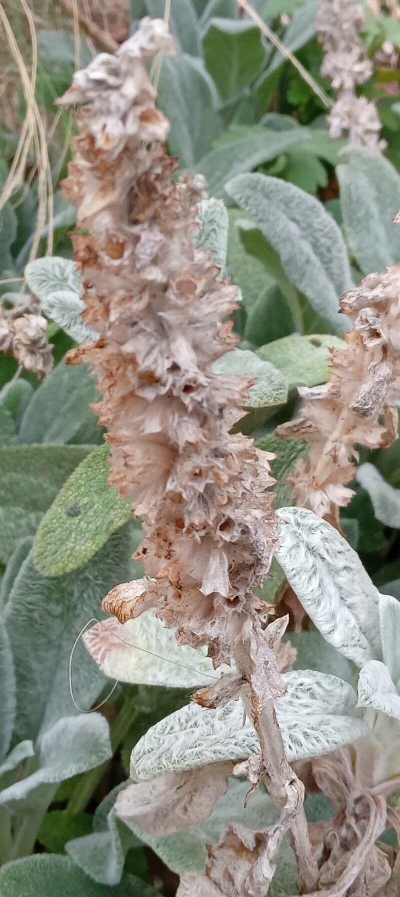 Lamb's-ear 26