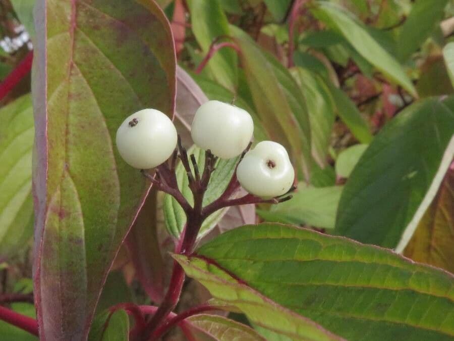 Red-osier dogwood 4