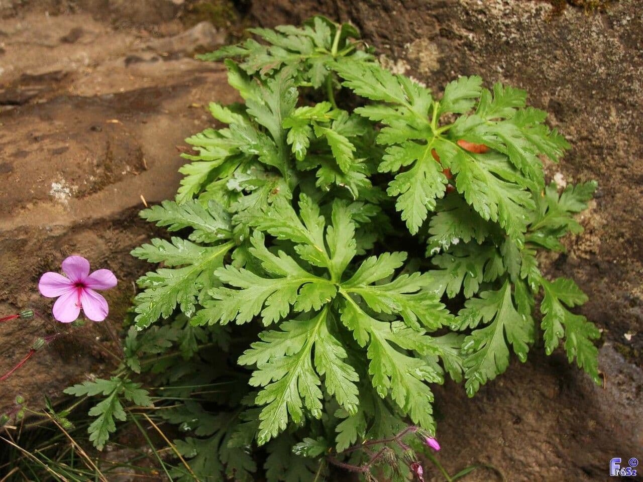 Giant herb-robert 10
