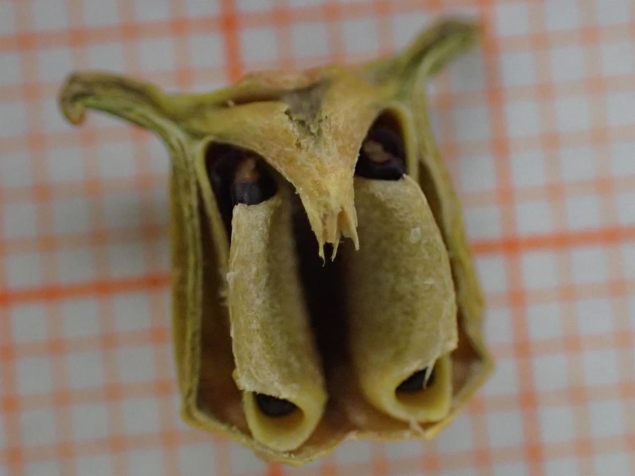 Caucasian boxwood 29