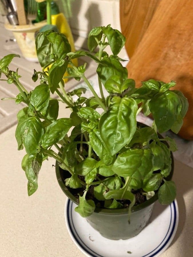 Basil 22
