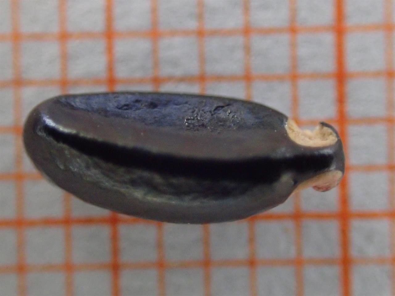 Caucasian boxwood 27