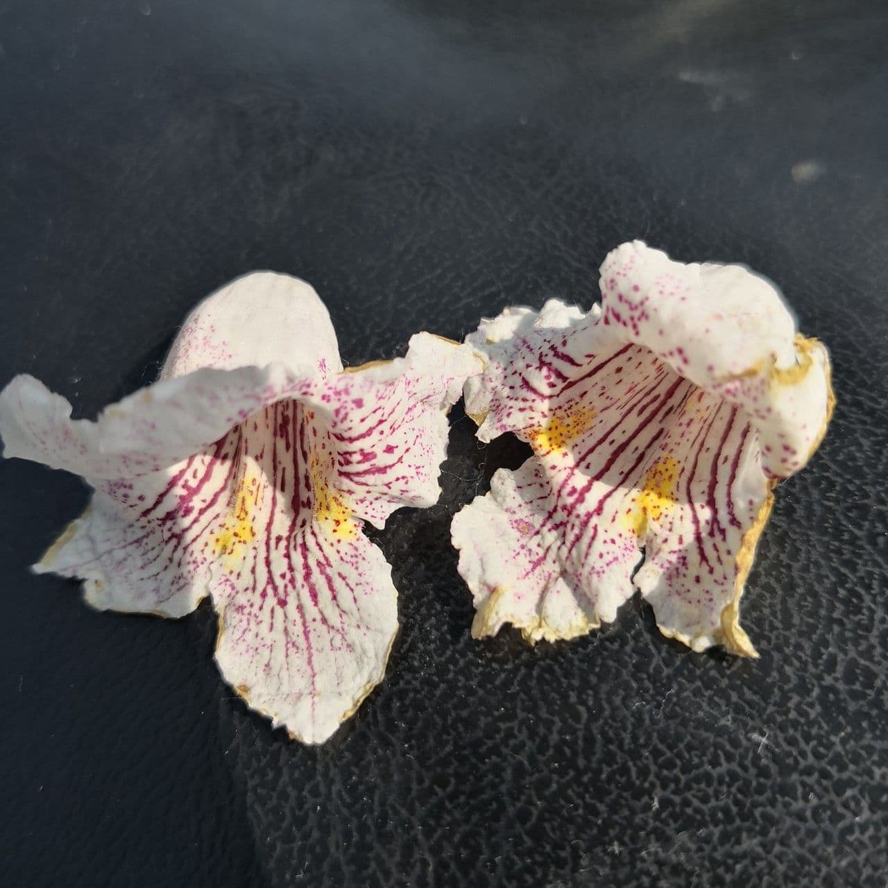 Manchurian catalpa 5