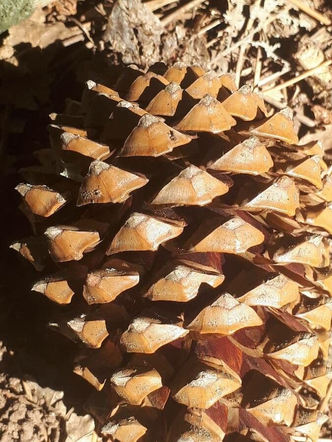 Bigcone pine 4