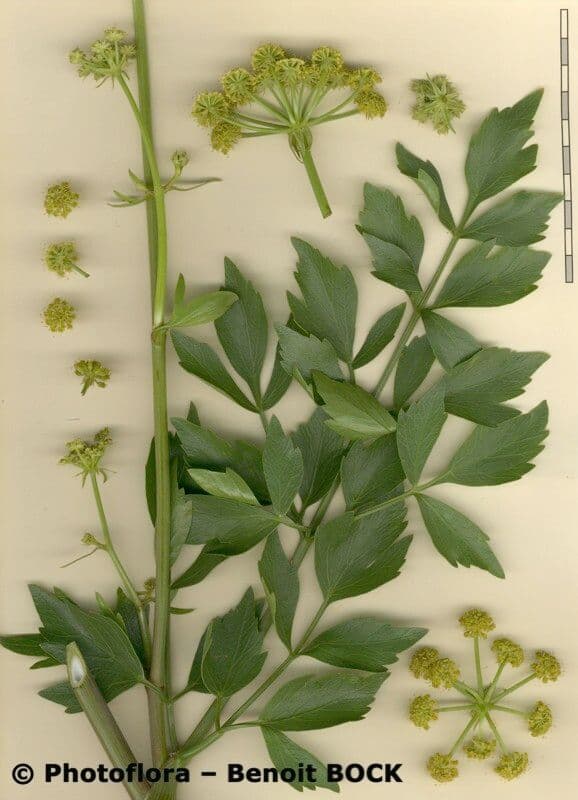 Garden lovage 29