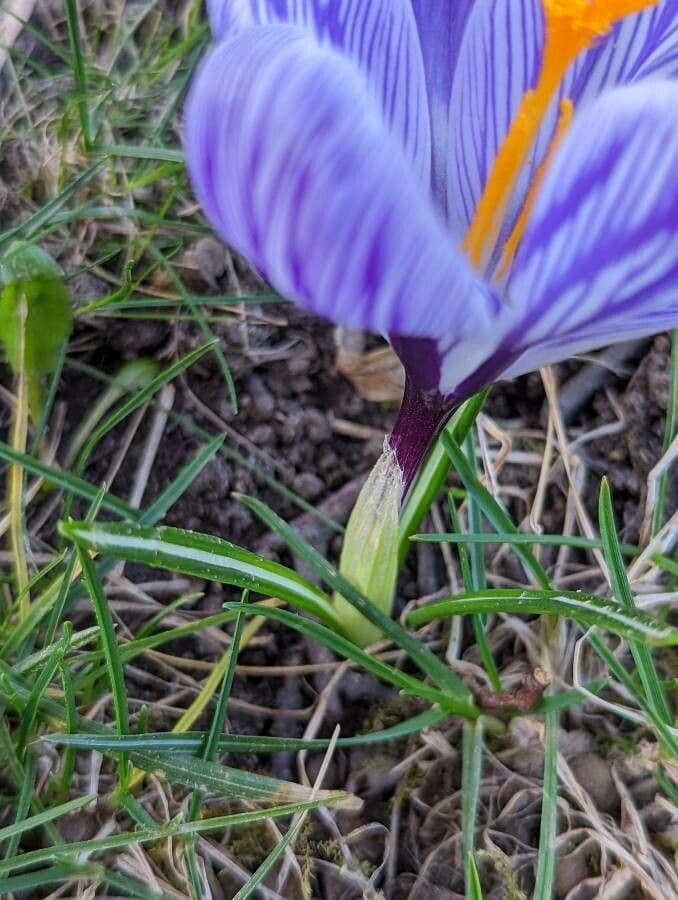 Spring crocus 17