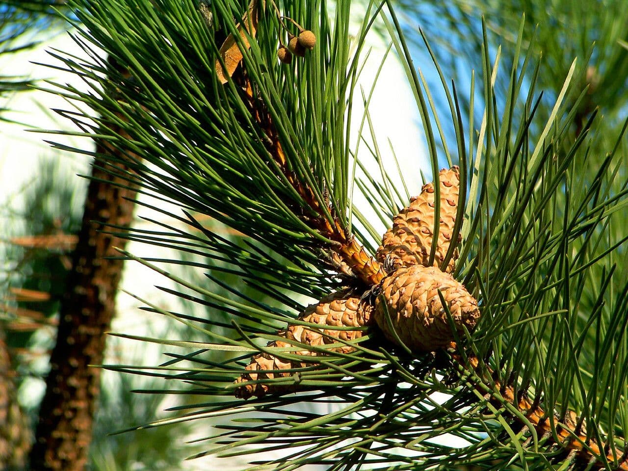 Australian pine 18