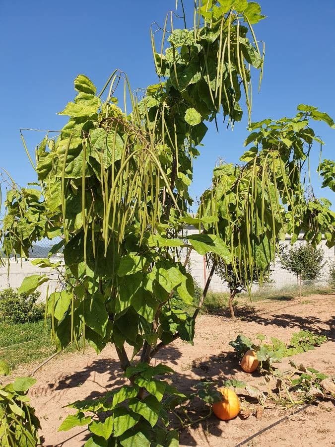Chinese catalpa 27