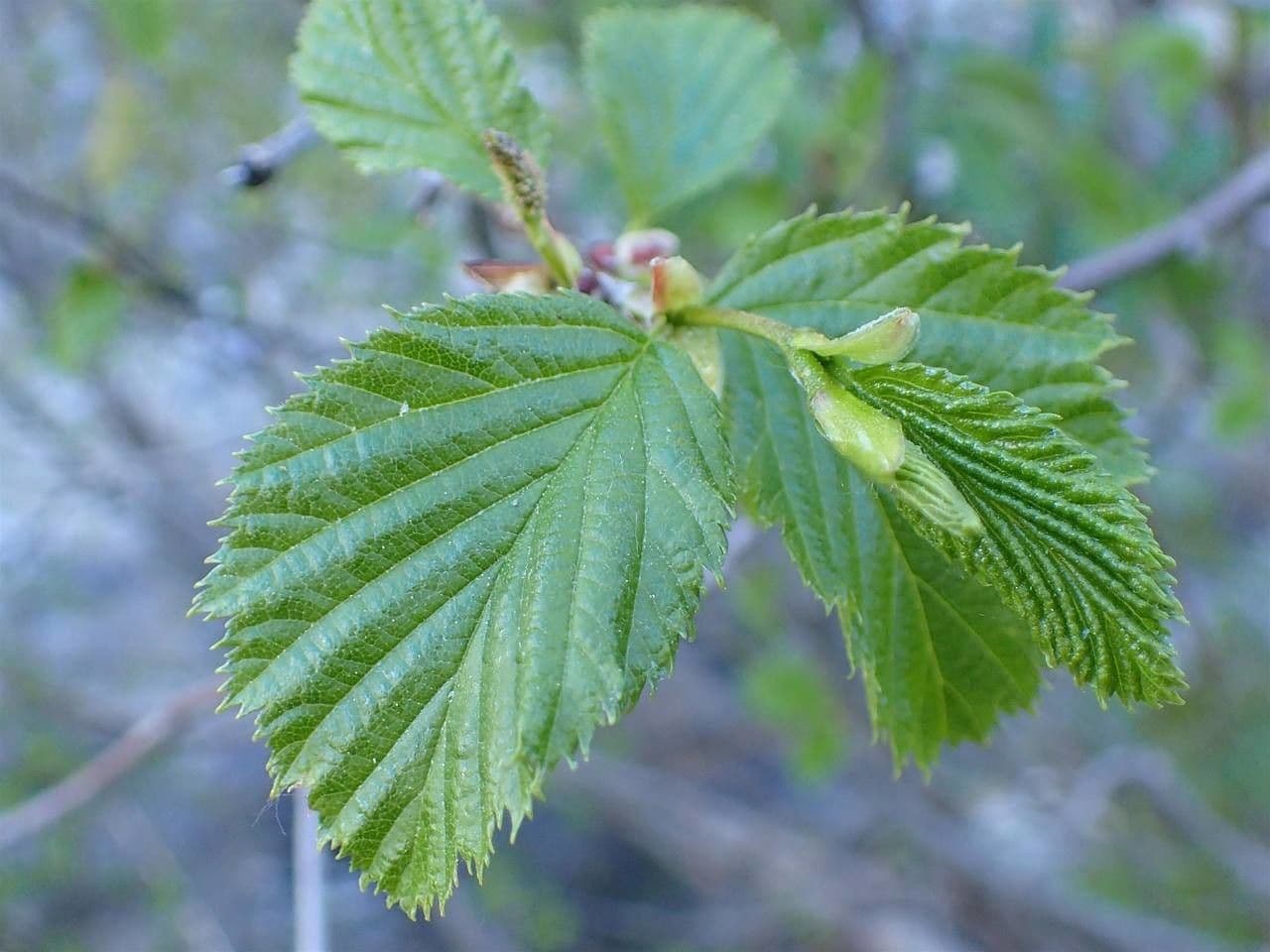 Green alder 20