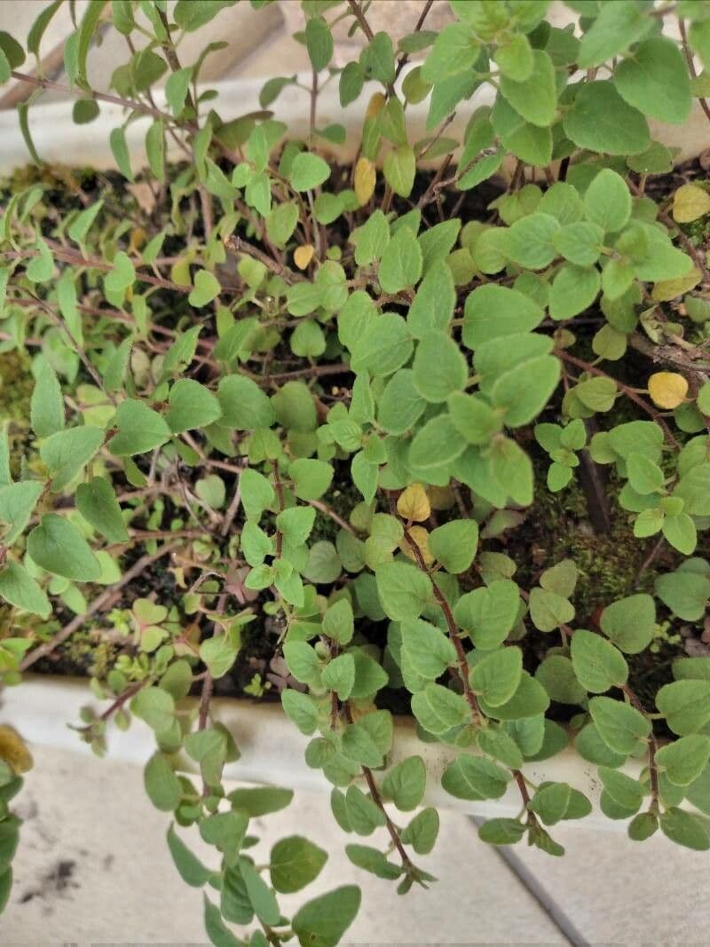 Wild marjoram 3