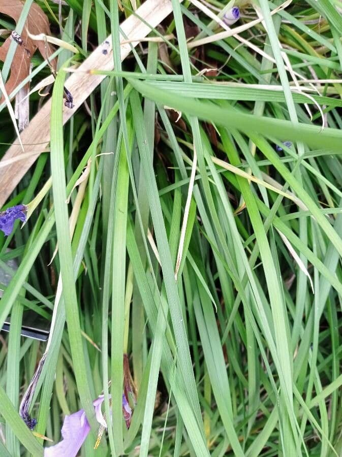 Algerian iris 14
