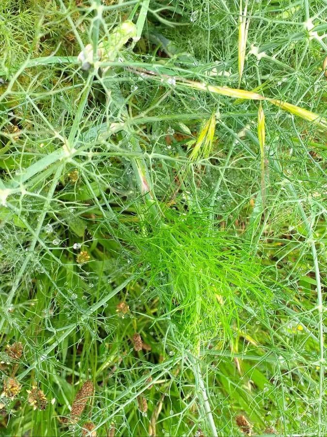 Fennel 18