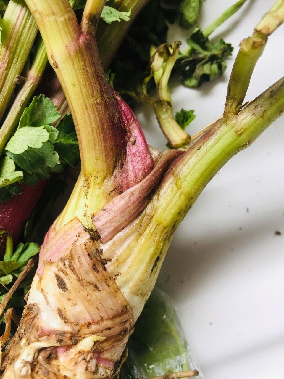 Celery 25