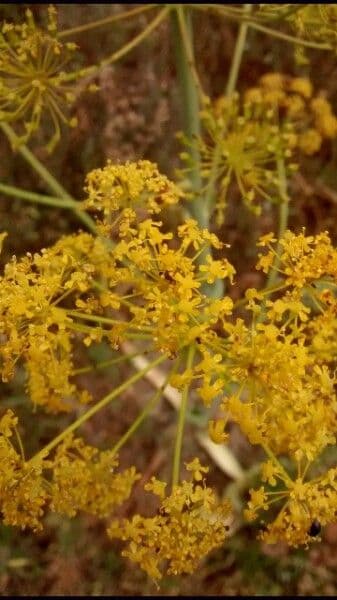 Fennel 6