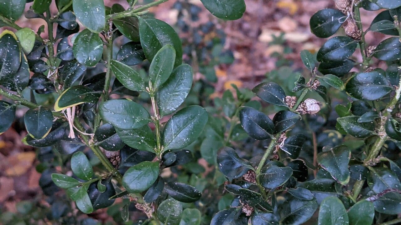 Caucasian boxwood 17