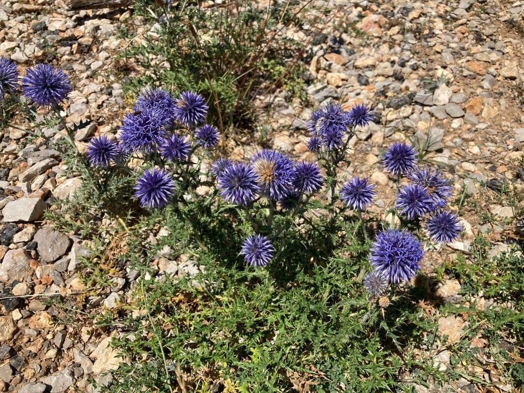 Globe thistle 12