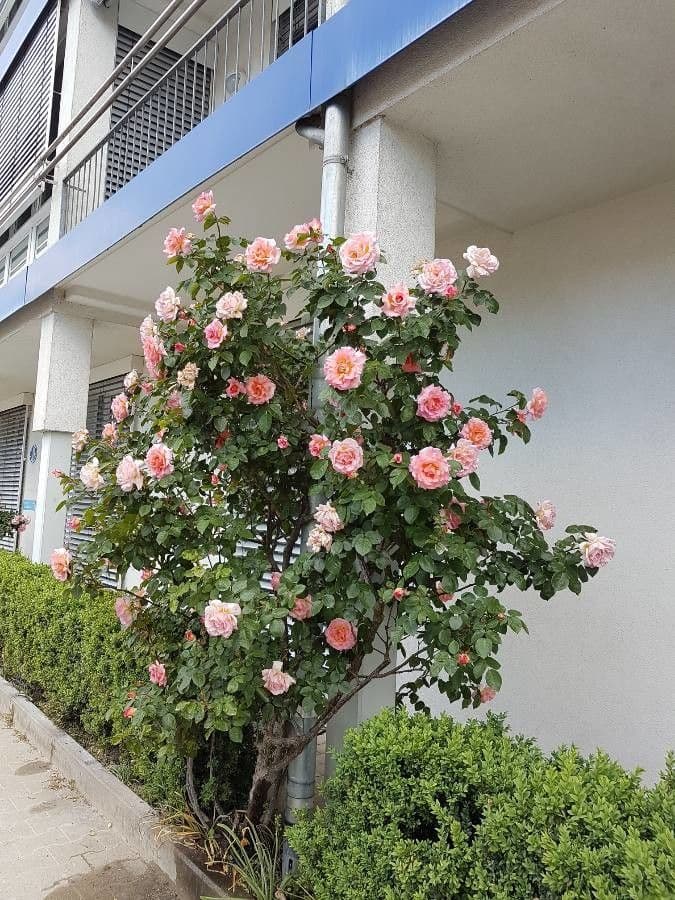 Bengal rose 11