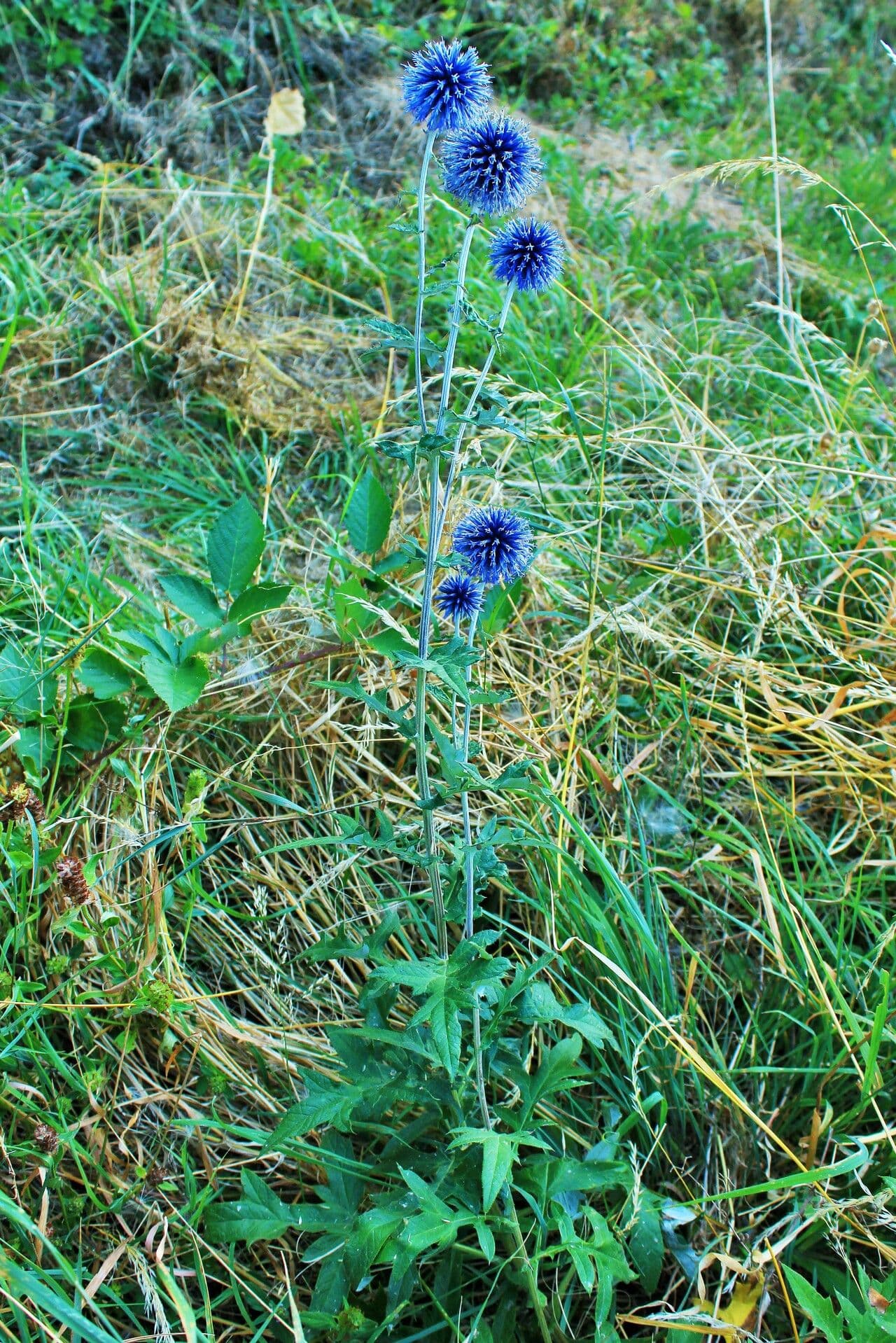 Globe thistle 27