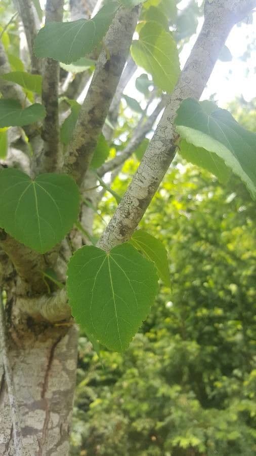 Katsura tree 19