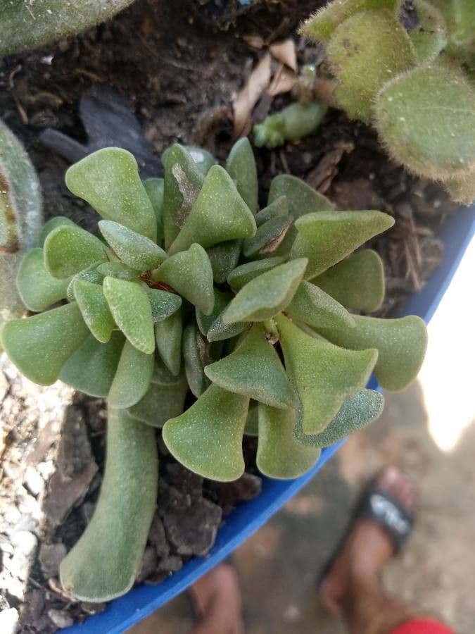 Crassula 7
