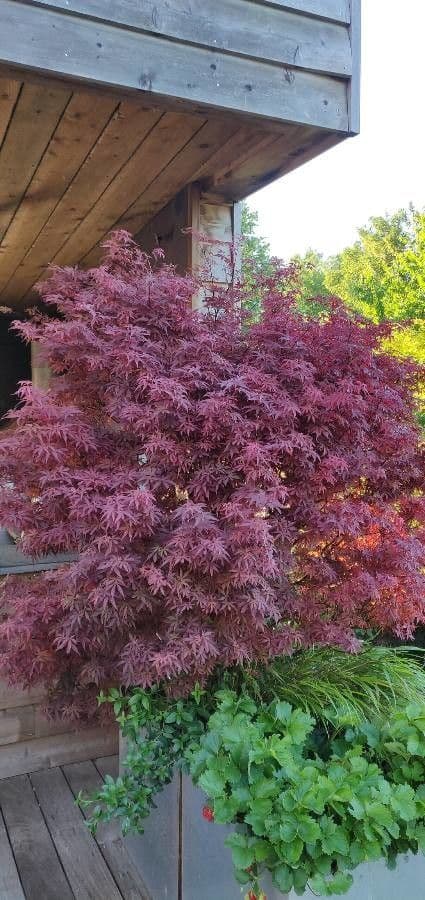 Japanese Maple 15