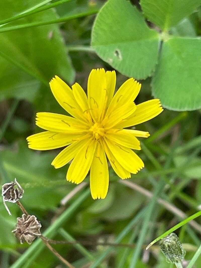 Hairy hawkbit 3