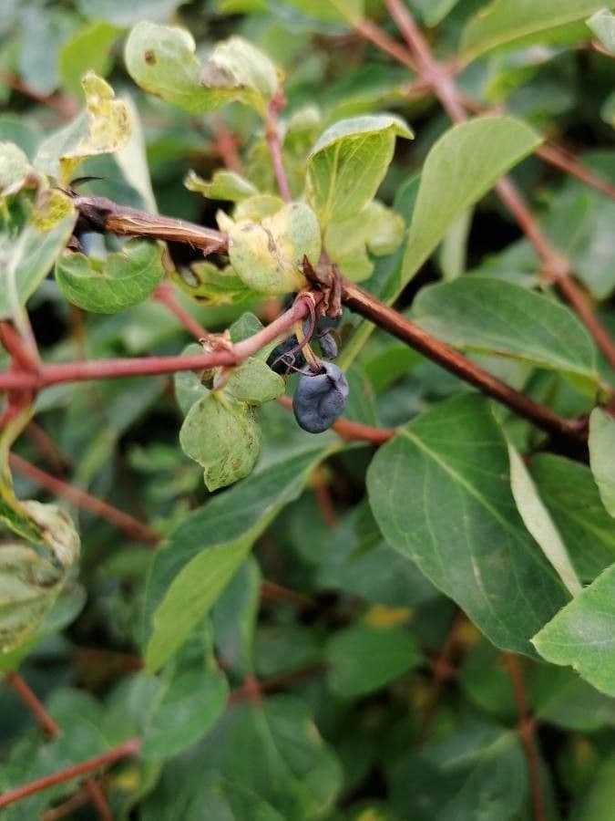 Blue honeysuckle