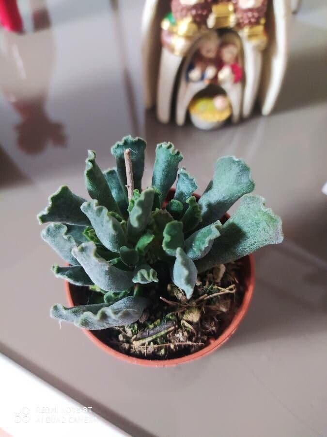 Crassula 13