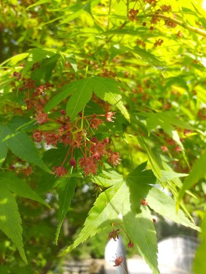 Japanese Maple 8