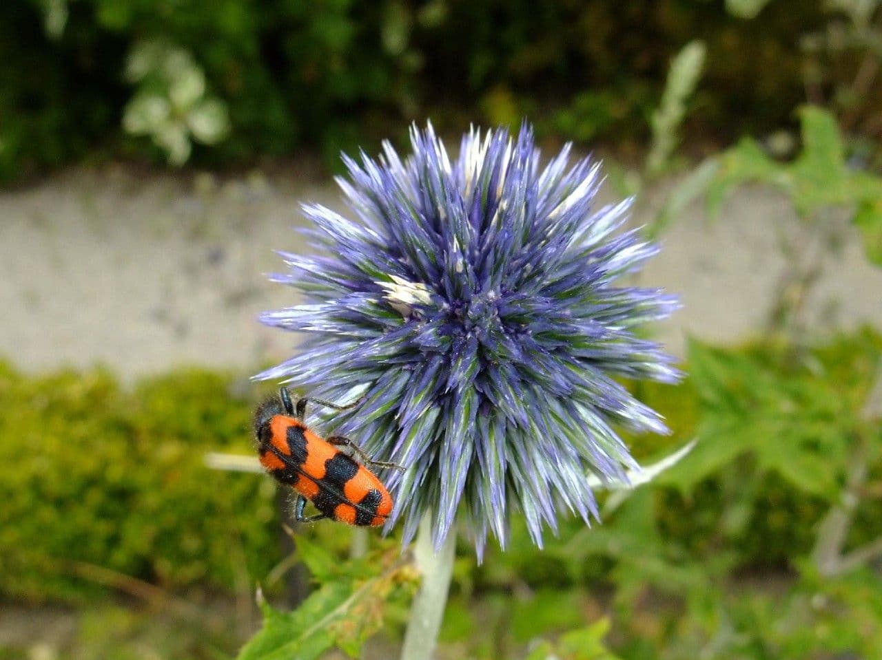 Globe thistle