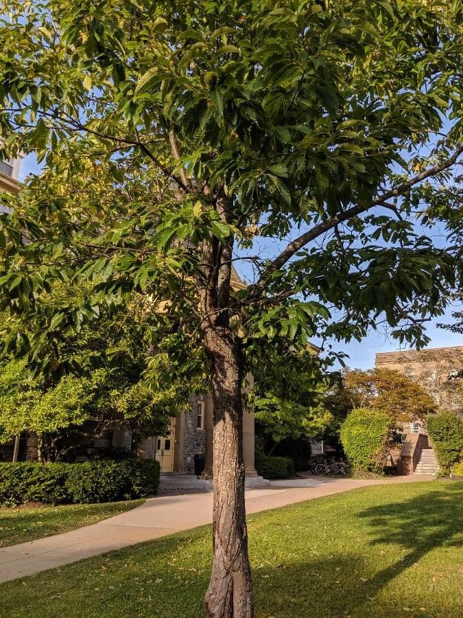 American chestnut 14