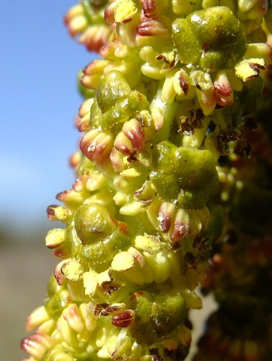 Italian alder 6