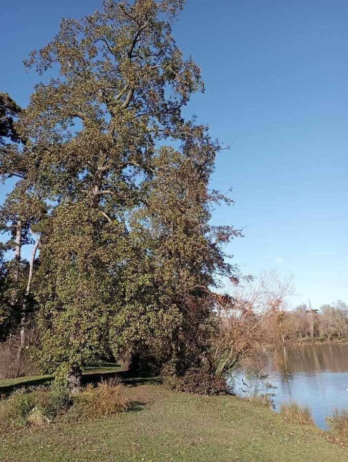 Italian alder 11