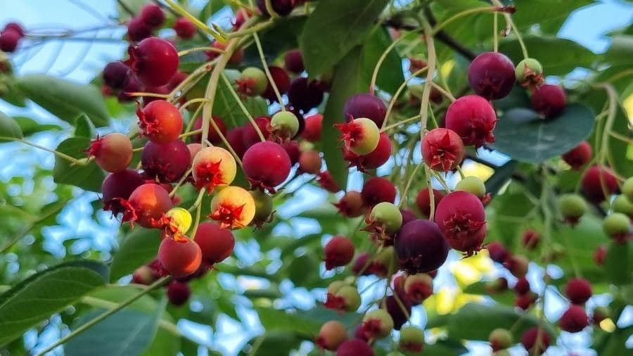 juneberry 3