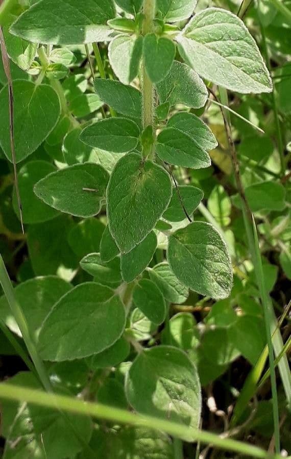 Wild marjoram 19