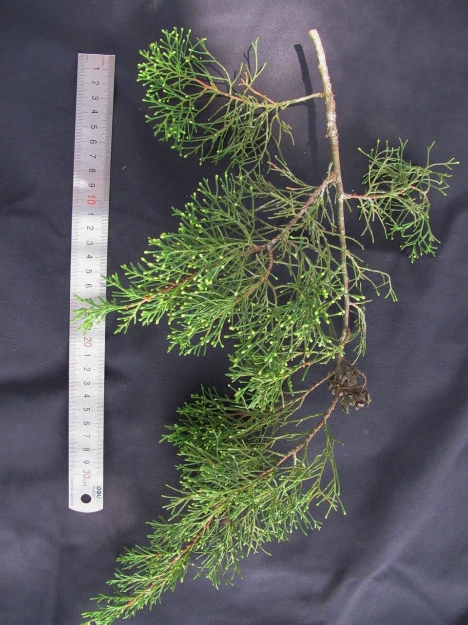 Mexican Cypress 26