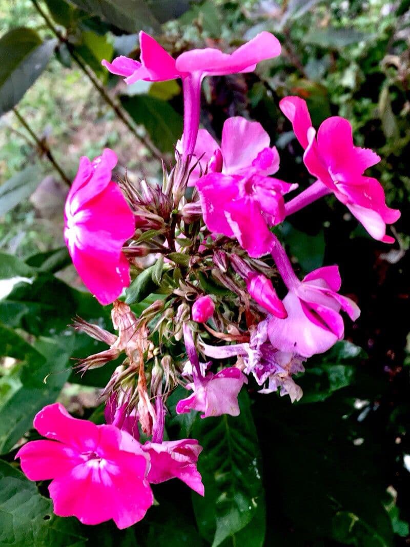 Garden phlox 26