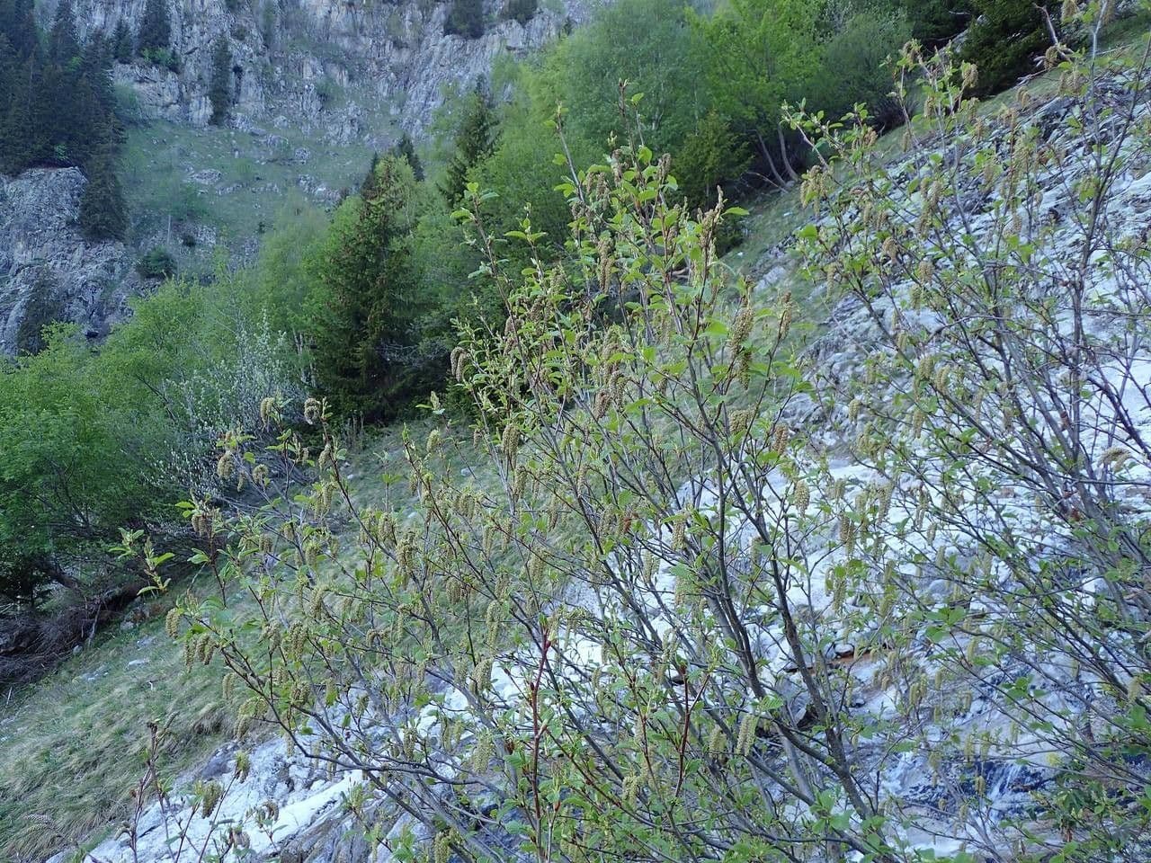 Green alder 14