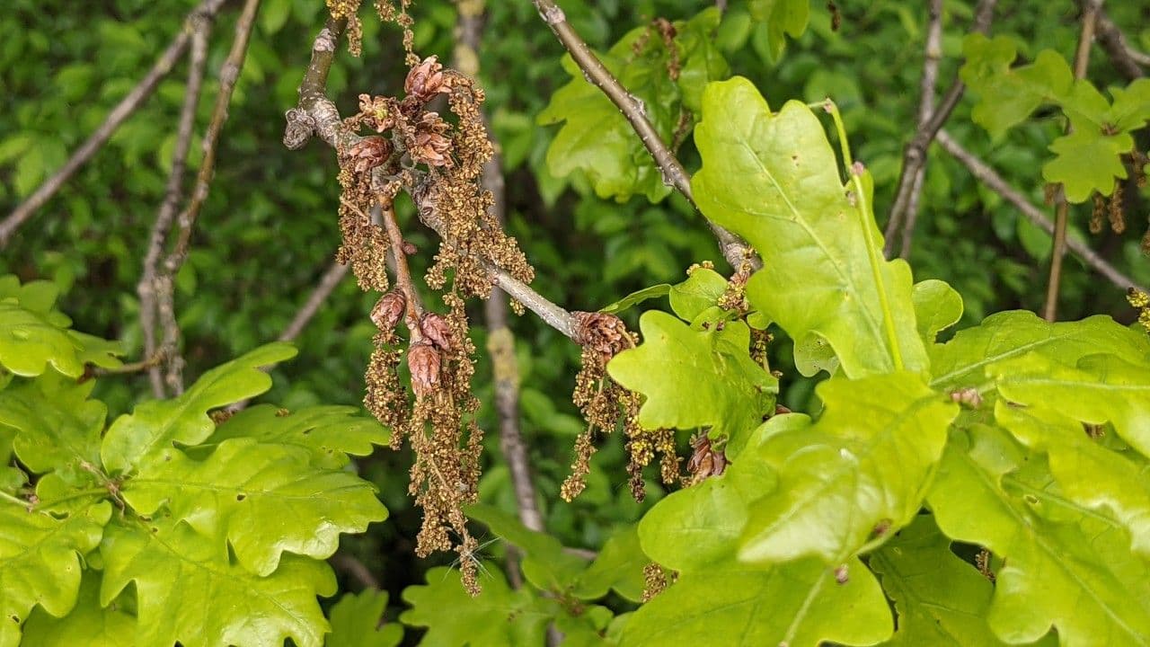 Pedunculate oak 10