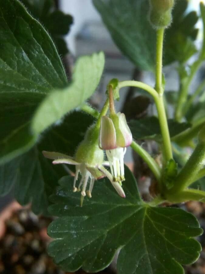 American gooseberry 2