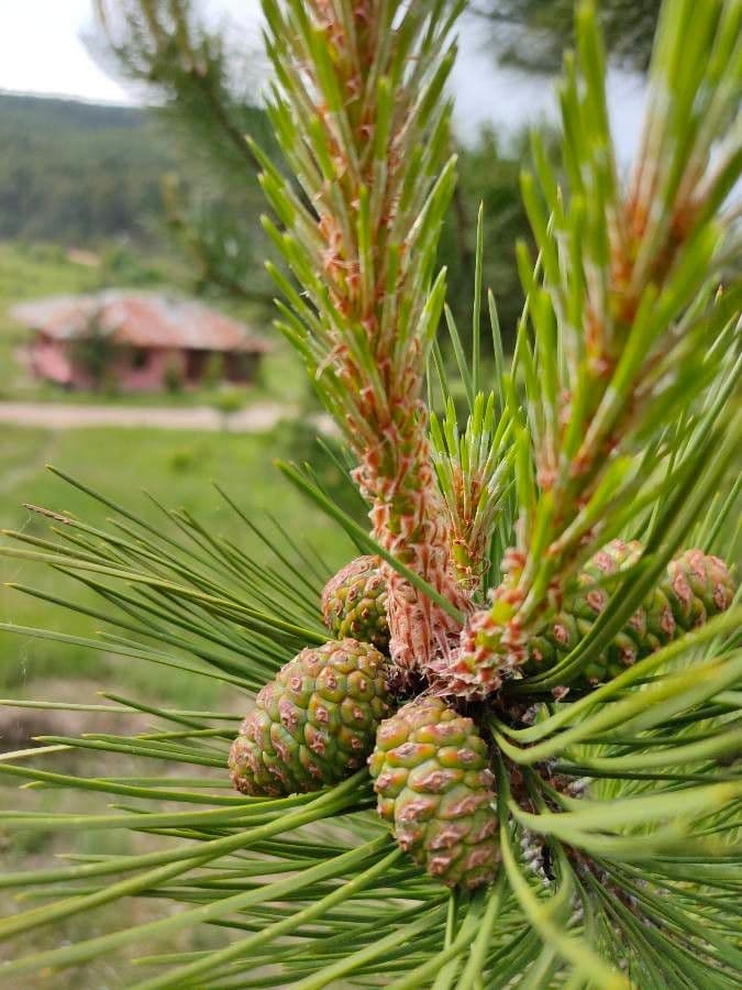 Australian pine 3