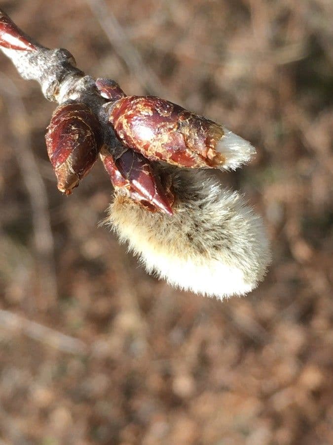 European aspen