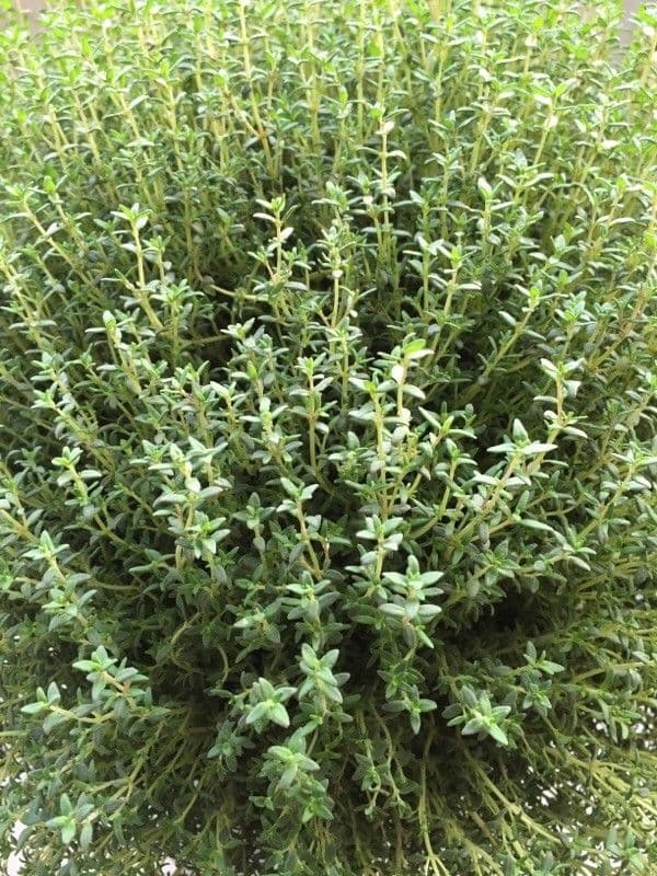 Garden thyme 13