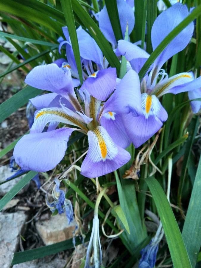 Algerian iris 5