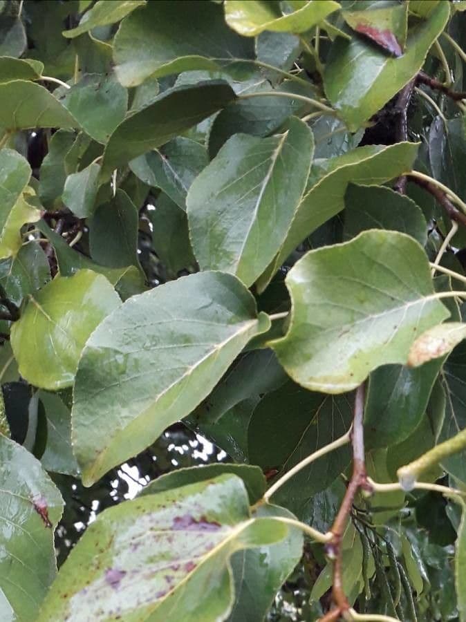 Italian alder 18