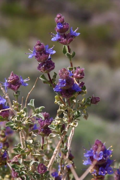 Purple sage 8